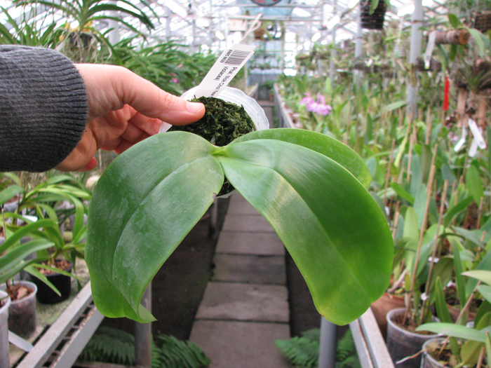Phalaenopsis Mok Choi Yew (gigantea x violacea).jpg
