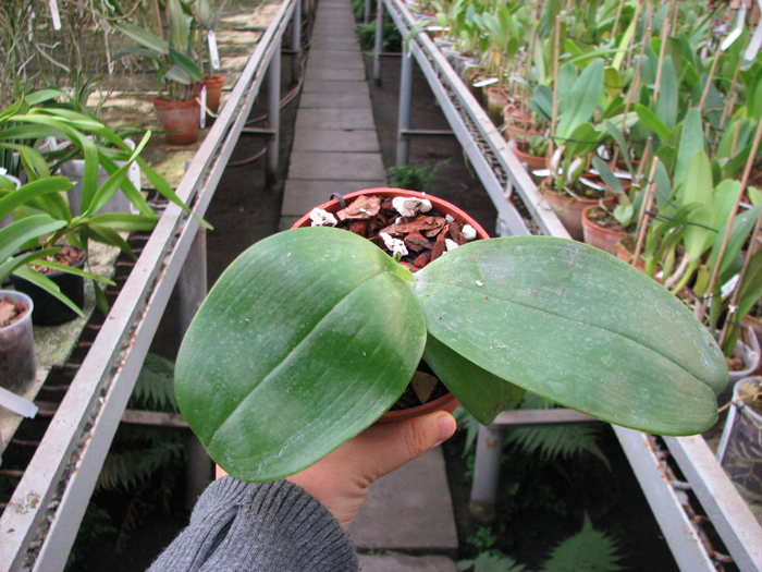 Phalaenopsis Samera 'Blue.jpg