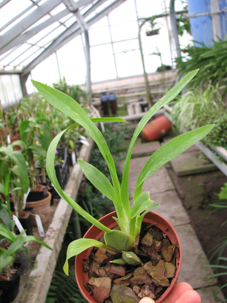 Oncidium Twinkle 'Fragrance Fantasy'.jpg