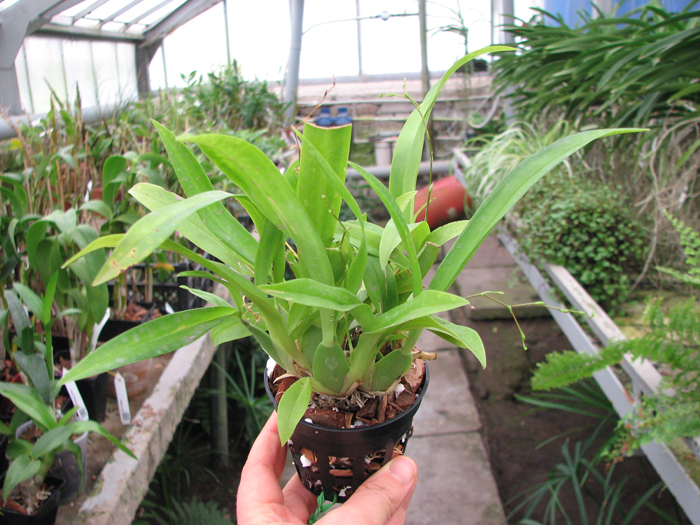 Oncidium Twinkle 'Red Fantasy'.jpg