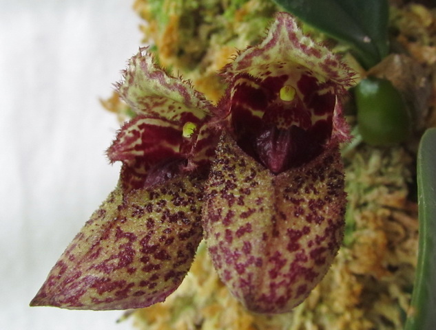 Bulbophyllum frostii7.jpg