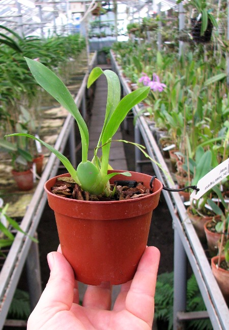 Oncidium Twinkle 'Fragrance Fantasy'.JPG