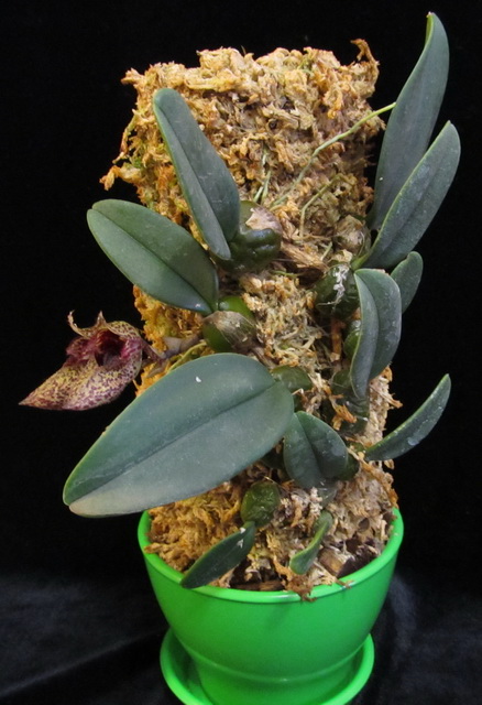 Bulbophyllum frostii3.jpg