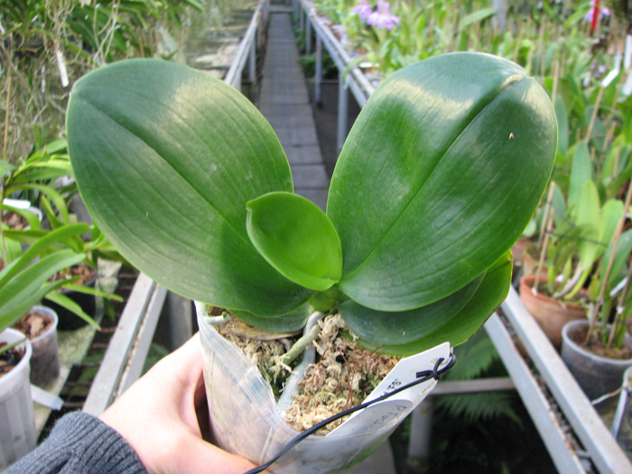 Phalaenopsis Fusheng's World 'FS'.JPG