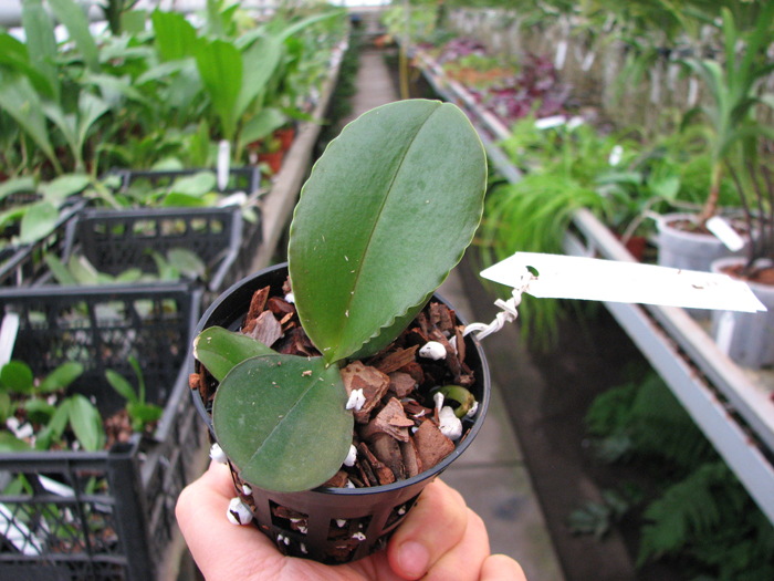 Phalaenopsis Brother Glory 'G-12'.jpg