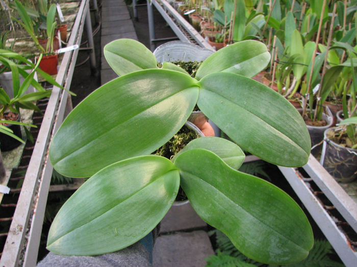 Phalaenopsis gigantea.jpg