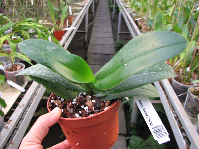 Doritaenopsis Taisuco Micky.jpg