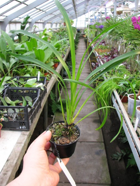 Cymbidium erythrostylum.JPG