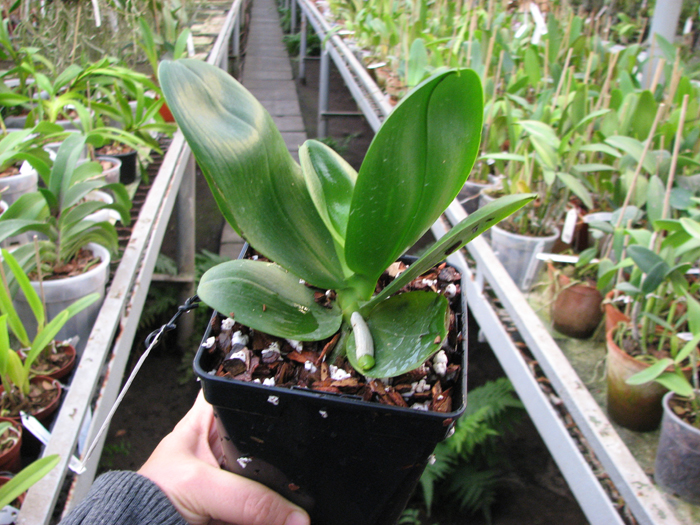 Phalaenopsis Fusheng's World 'FS'.JPG