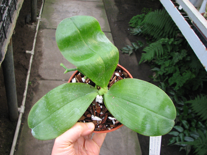 Phalaenopsis Samera 'Blue'.jpg