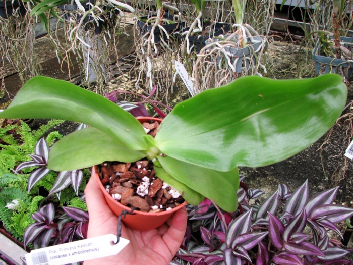 Phalaenopsis Princess Kailuani (violacea x amboinensis).JPG
