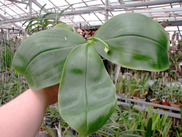 Phalaenopsis bellina4.JPG