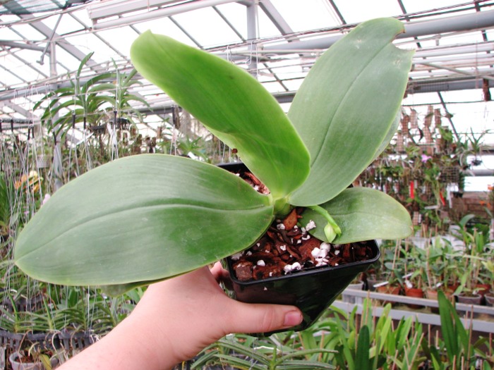 Phalaenopsis bellina5.JPG