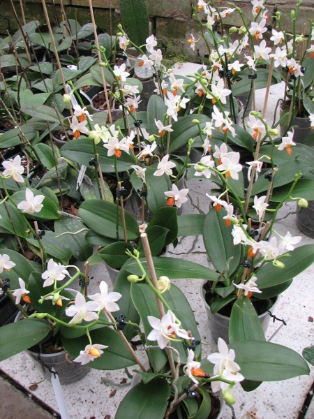 Phalaenopsis Mini Mark 'Maria Teresa'.JPG