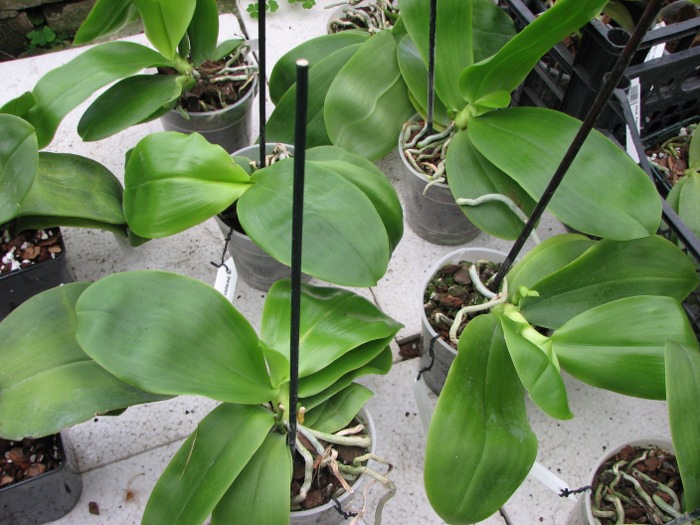 Phalaenopsis Liodoro (Phalaenopsis Deventeriana x Phalaenopsis violacea).JPG
