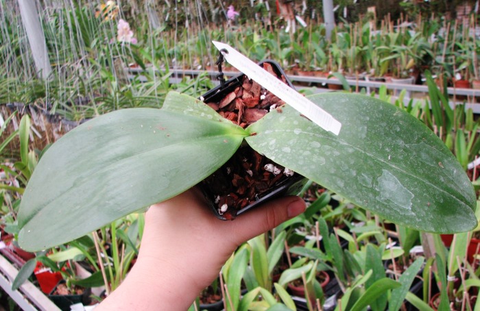 Phalaenopsis David Lim (P. amboinensis x P. gigantea)3.JPG