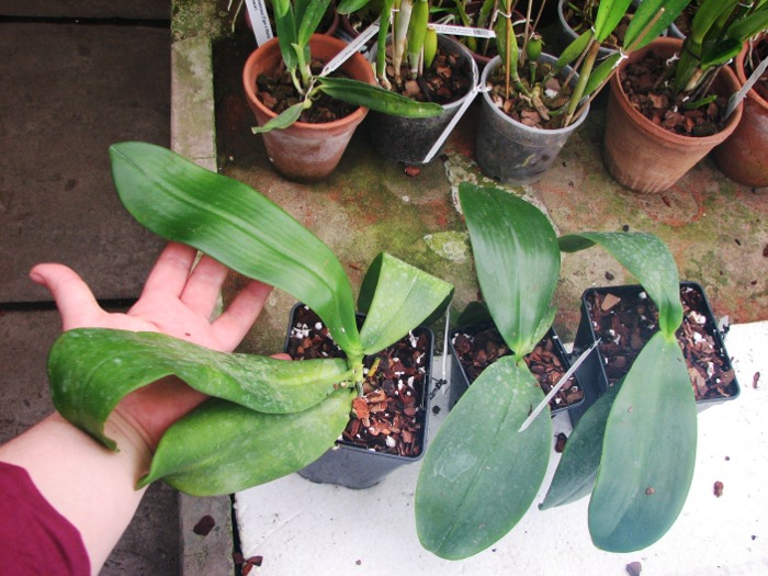 Phalaenopsis David Lim (P. amboinensis x P. gigantea).JPG