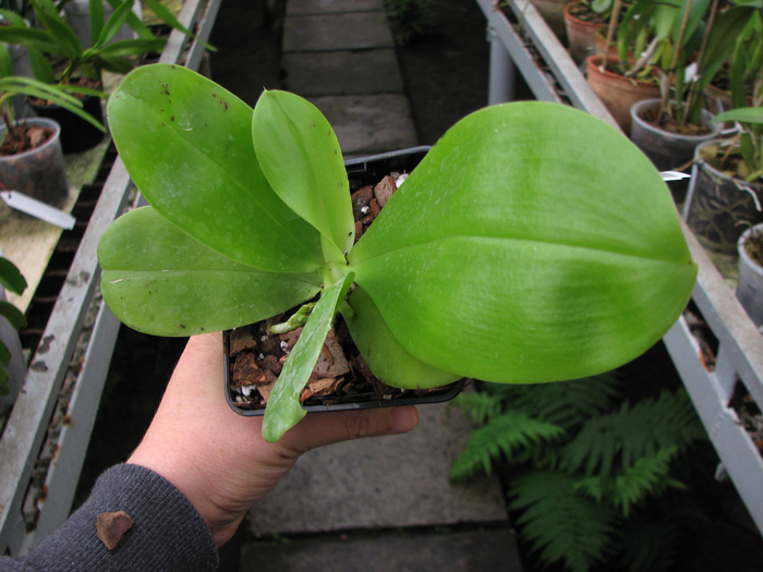 Phalaenopsis violacea 'Red'.jpg