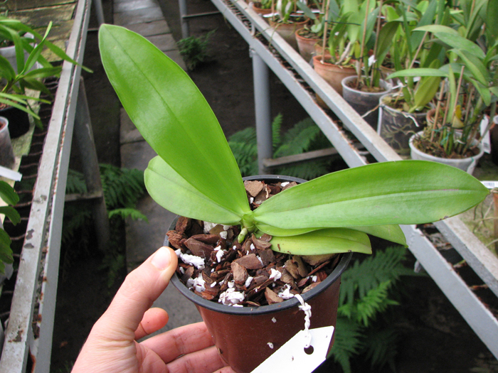 Phalaenopsis mannii 'Black'.jpg