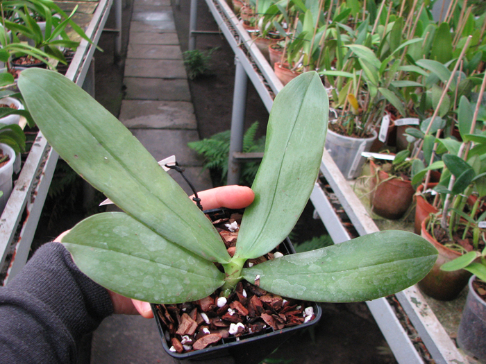 Phalaenopsis bellina 'Mountain type'.jpg