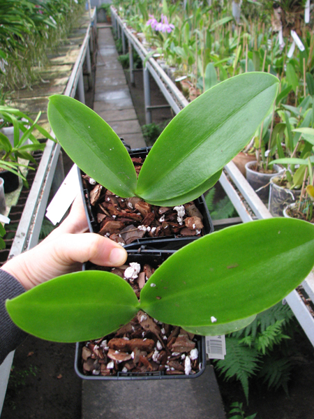 Phalaenopsis Natasha 'Aiko'.jpg