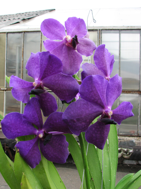 Vanda Apec Blue.jpg