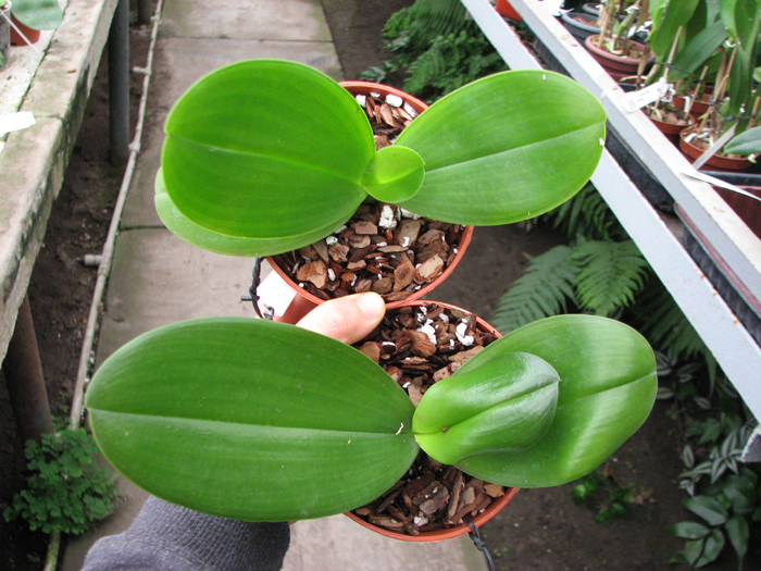 Phalaenopsis Mituo Sun x Phalaenopsis Prima B B.jpg