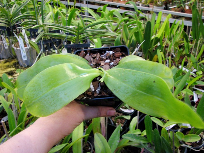 Phalaenopsis violacea 'Red'3.JPG