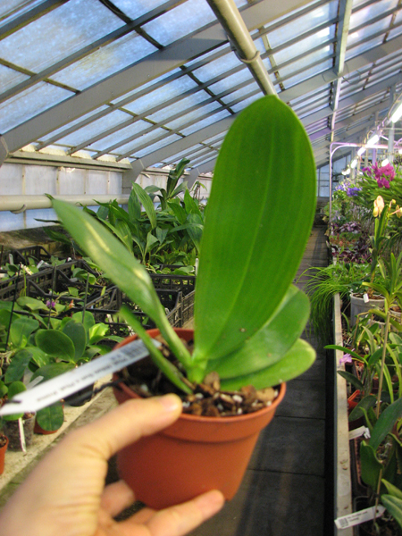 Phalaenopsis Mituo Sun x Phalaenopsis Prima B B.jpg