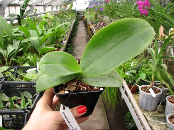 Phalaenopsis Mok Choi Yew (gigantea x violacea).JPG