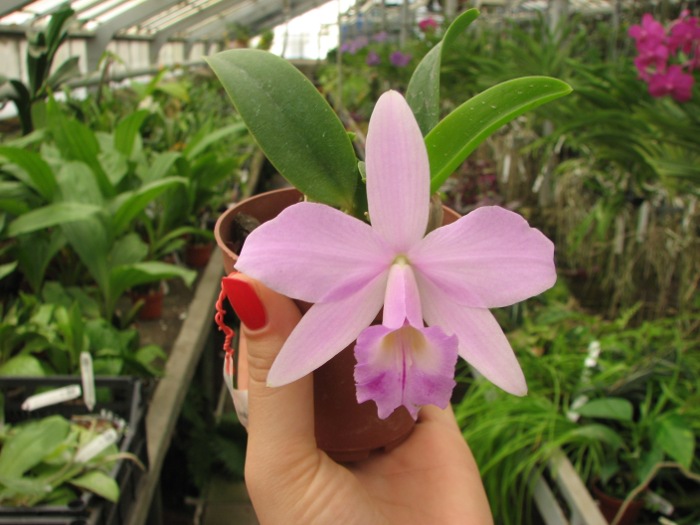 Laelia alaori x praestans.JPG