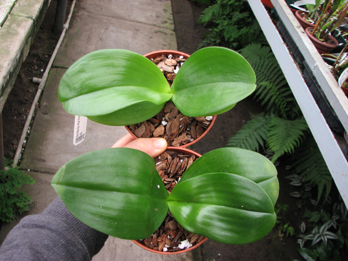 Phalaenopsis Mituo Sun x Phalaenopsis Prima B B.jpg