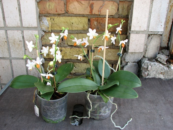 Phalaenopsis Mini Mark 'Maria Teresa'.JPG