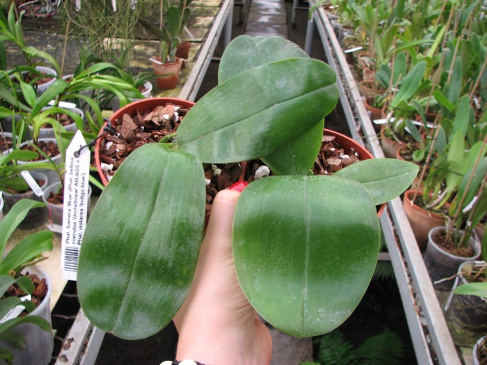 Phalaenopsis Samera 'Blue'.JPG