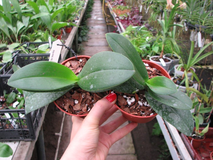 Doritaenopsis Taisuco Micky.JPG