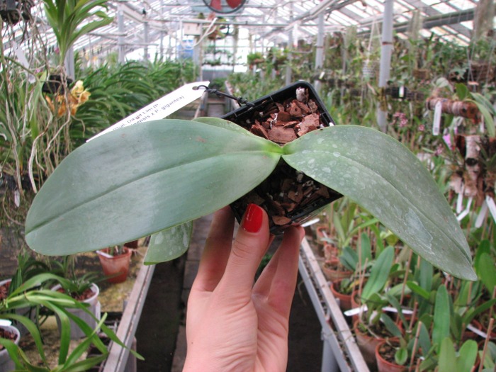 Phalaenopsis David Lim (P. amboinensis x P. gigantea).JPG