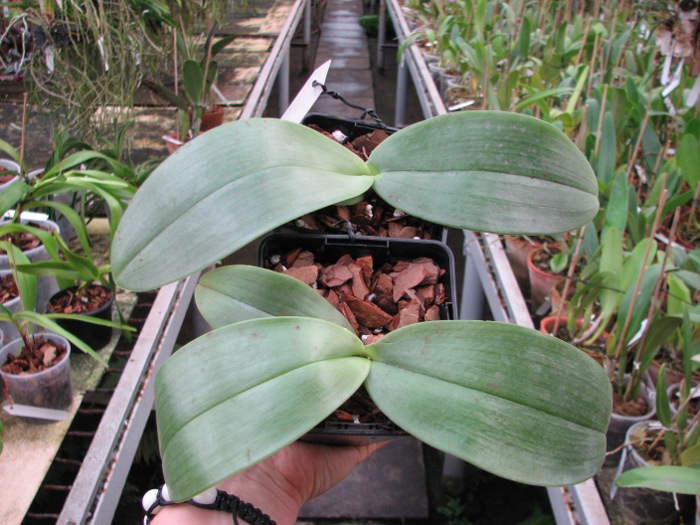 Phalaenopsis gigantea.JPG