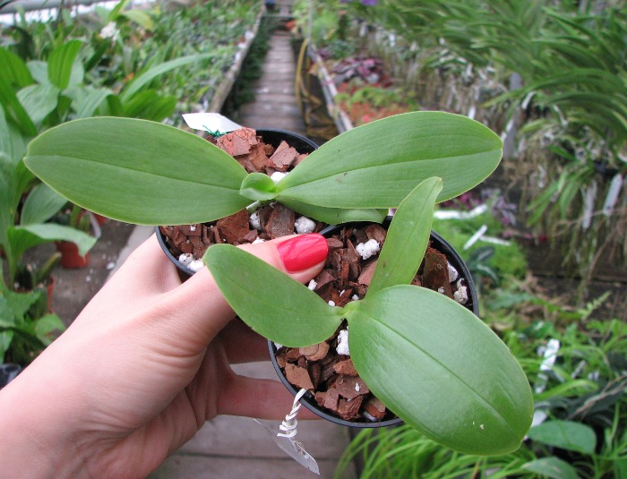Phalaenopsis Orchid World.JPG