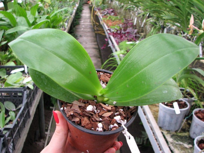 Phalaenopsis Chienlung Red King (Ld's Bear King x pulchra).JPG