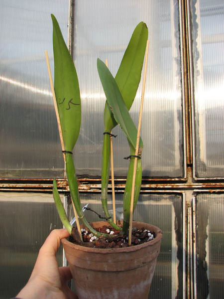 Cattleya Earl 'Imperialis' x Brassolaeliocattleya Ranger Six 'Aok' x Brassavola digbyana 'Mr Pig'.jpg