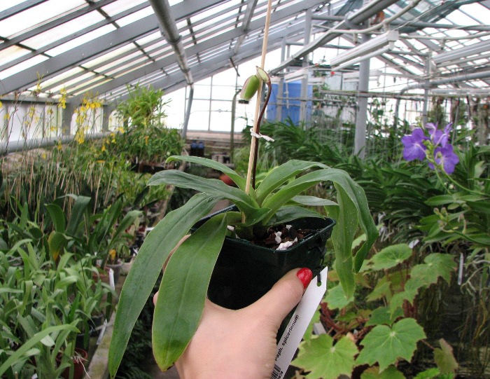 Paphiopedilum spicerianum.JPG