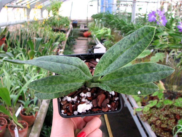 Paphiopedilum venustum alba.JPG