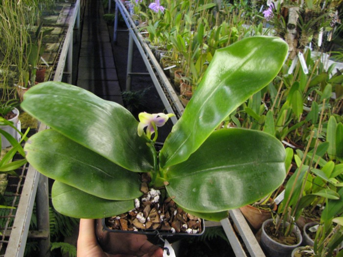 Phalaenopsis bellina.JPG