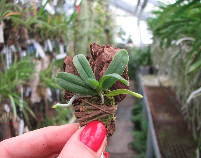 Haraella retrocalla.JPG