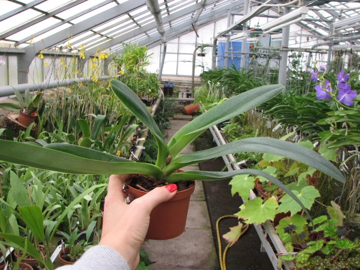 Paphiopedilum Whitemoore 'Norriton'.JPG