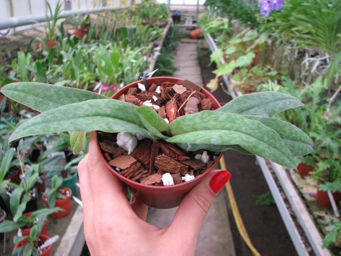 Paphiopedilum bellatulum x spicerianum.JPG