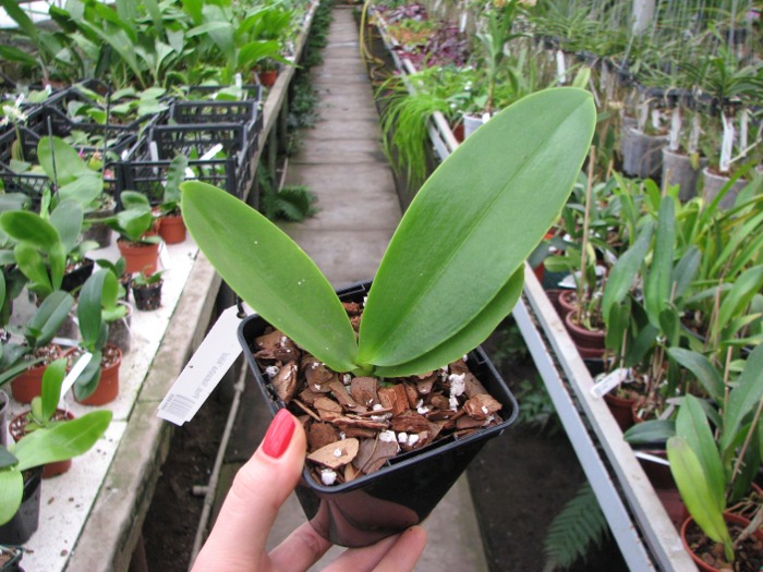 Phalaenopsis Natasha 'Aiko'.JPG