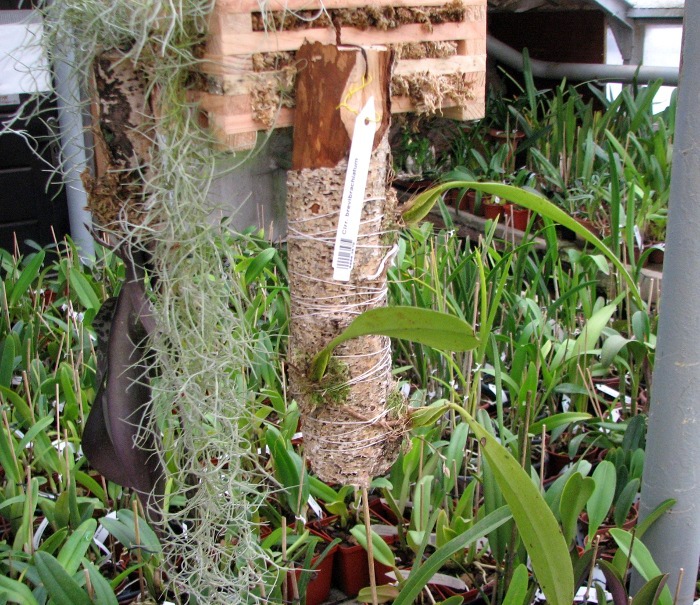 Cirrhopetalum brevibrachiatum.JPG