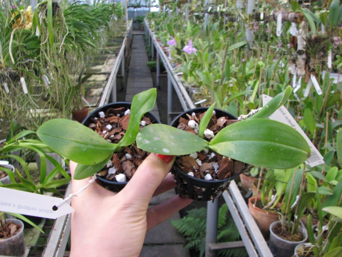Phalaenopsis gigantea x Brother Ambo Passion.JPG