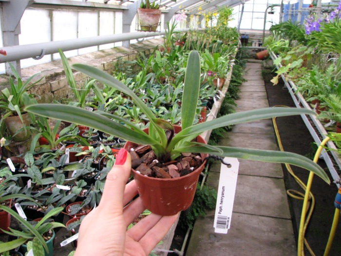 Paphiopedilum henryanum.JPG